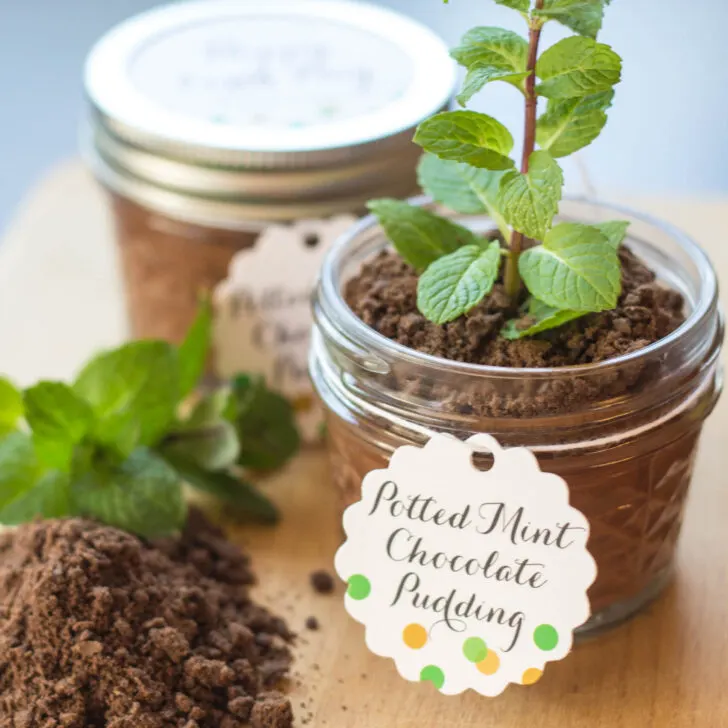 Potted Mint Chocolate Pudding