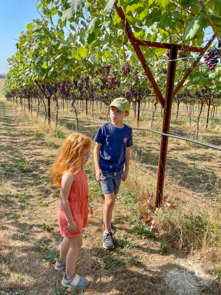 kids in vineyard 